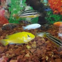 13411949_1056865437728259_1372509042359349946_o 