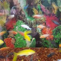 13416972_1056865051061631_8983776293370301053_o 