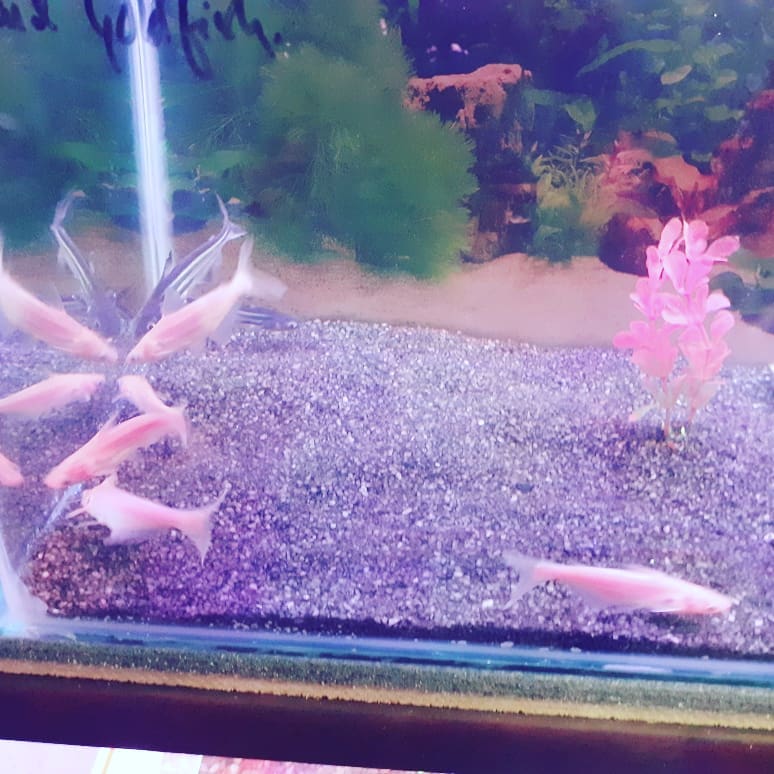 The Aquarium World, MAHARAJGUNJ, Kathmandu