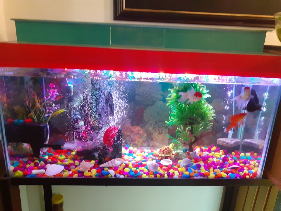 The Aquarium World, MAHARAJGUNJ, Kathmandu