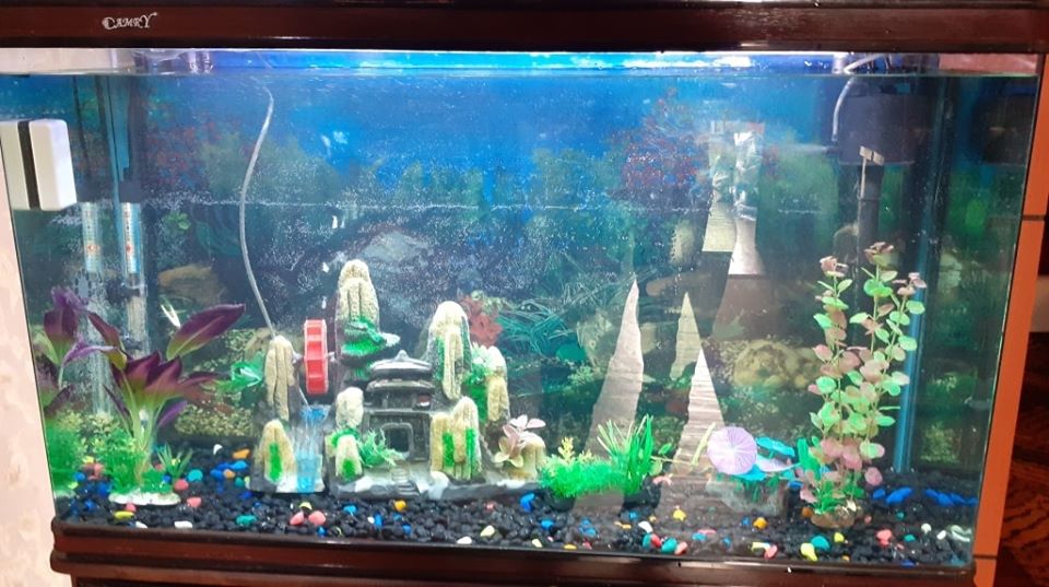 The Aquarium World, MAHARAJGUNJ, Kathmandu