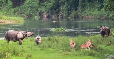 wildlife-safari-rafting1494572069 