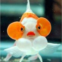 FB_IMG_1584847868811 