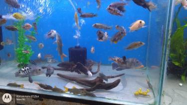 arya-fish-aquarium-and-pet-shop-chandivali-andheri-east-mumbai-aquariums-6oimukie2s 