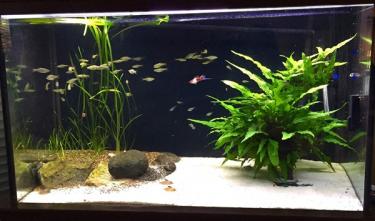 conf-room-fish-tank 