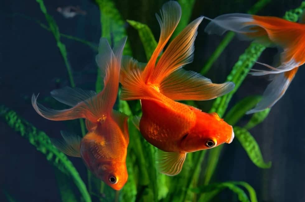 Goldfish-Tank (1) 