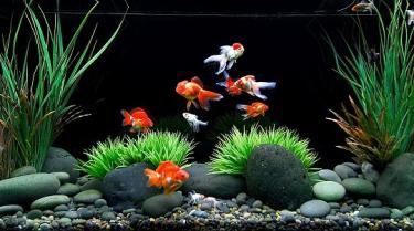 Goldfish-Tank 