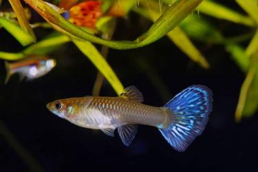 guppy-female 