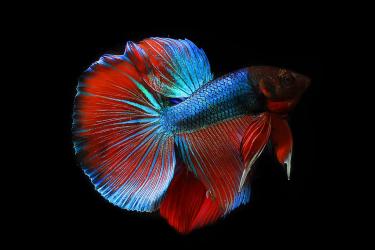 nature-siamese-aquarium-color-animal-tail 