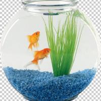 pet-sitting-oranda-aquarium-fish-fish-bowl 