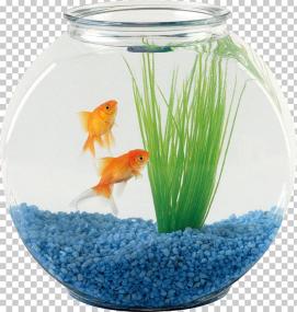 pet-sitting-oranda-aquarium-fish-fish-bowl 