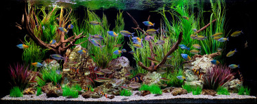planted aquarium 